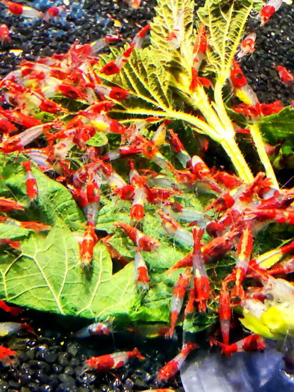 RED RILI - 1.5-2.0 CM